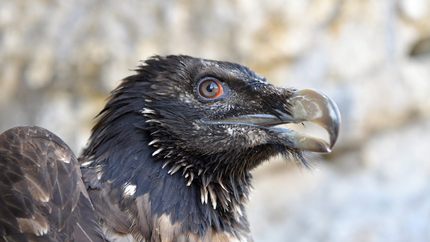 Zoologinen sensaatio: 100 vuoden tauon jälkeen syntyi ensimmäinen tämän suojellun eläimen poikanen.