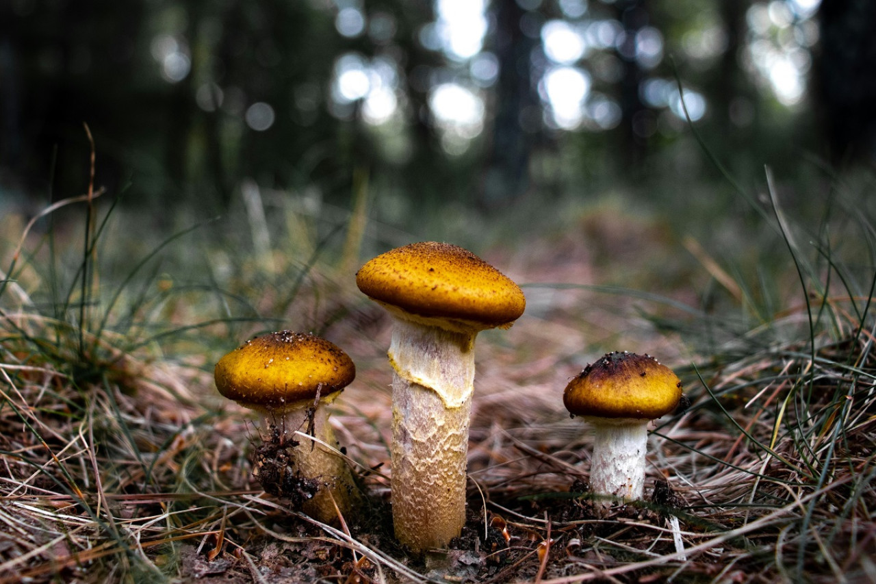 Kallisarvoinen löytö: tutkijat ovat löytäneet sienen, joka pystyy tuottamaan kultahiukkasia