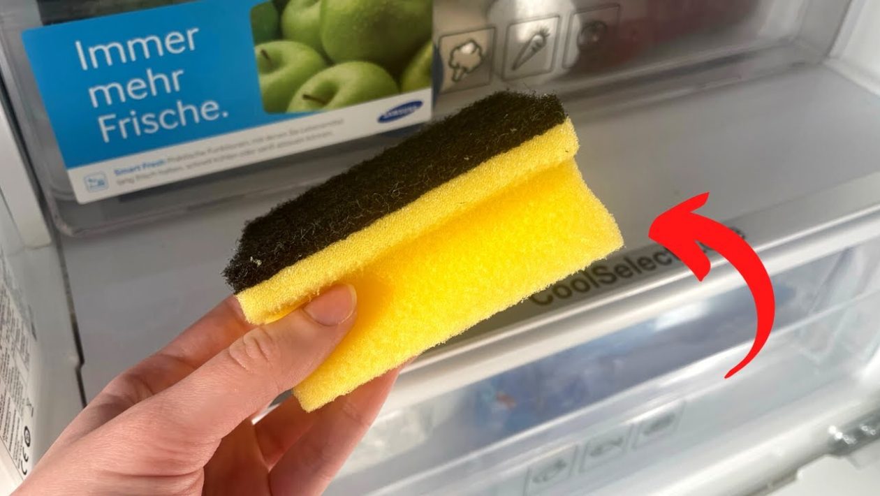keittiösieni