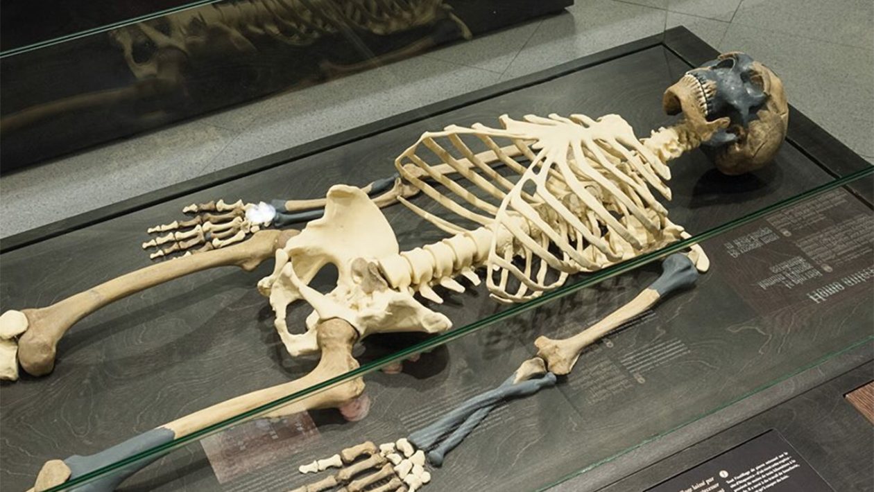 neandertalilaiset