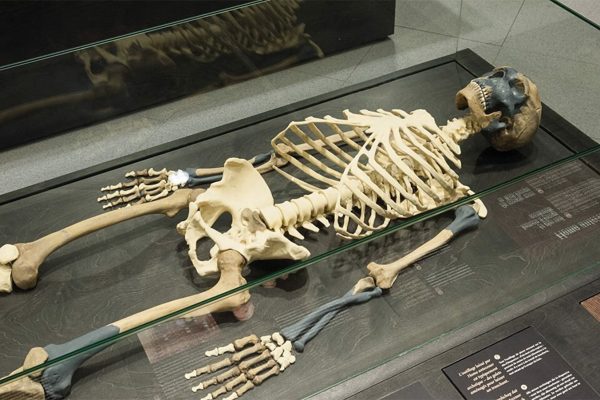 neandertalilaiset
