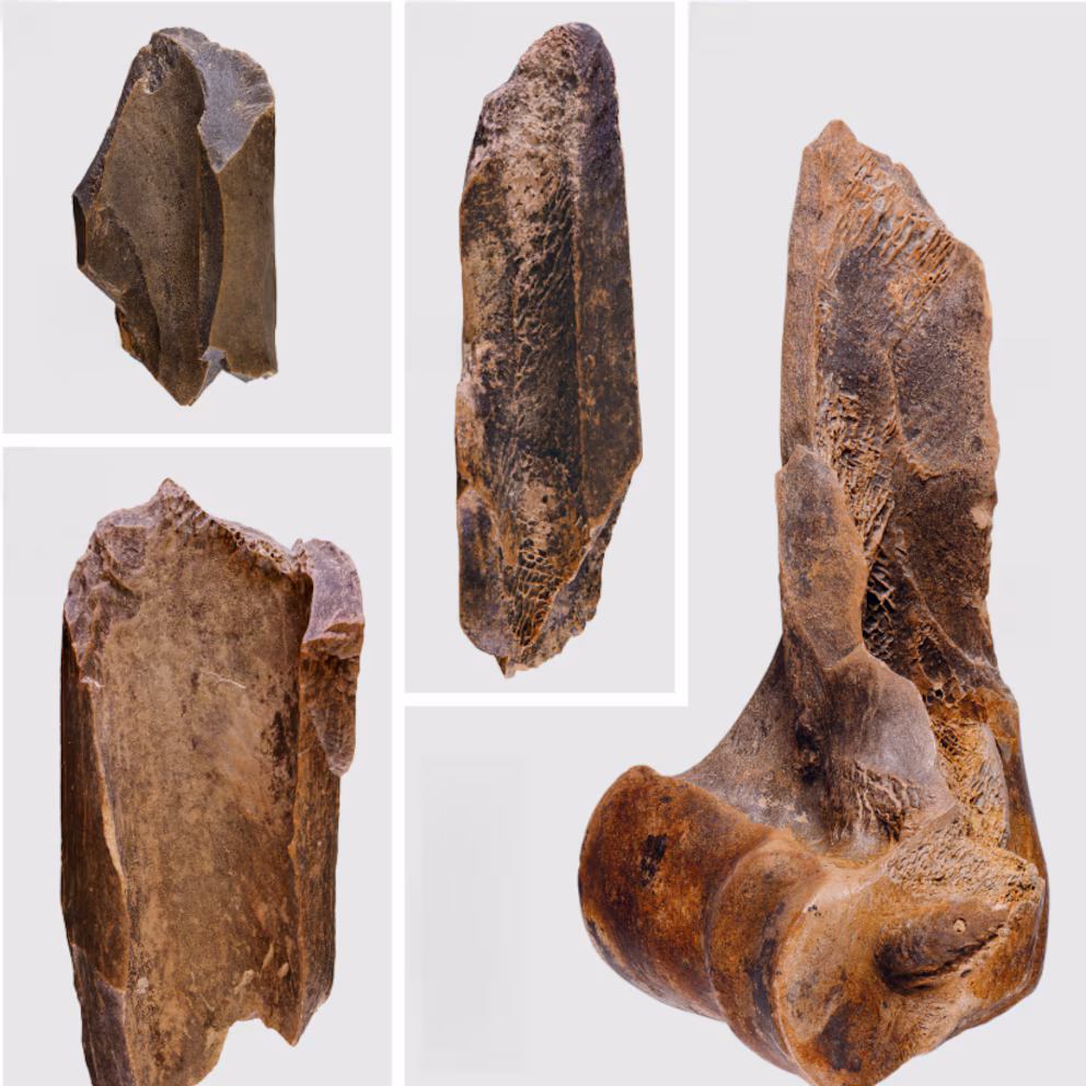 Esihistoriallisia, mutta eivät primitiivisiä? 125 000 vuotta sitten neandertalilaiset osasivat jo säilöä ruokaa.