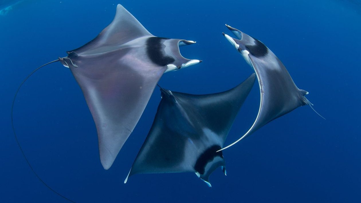 mantarauskujen