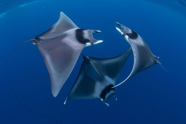 mantarauskujen