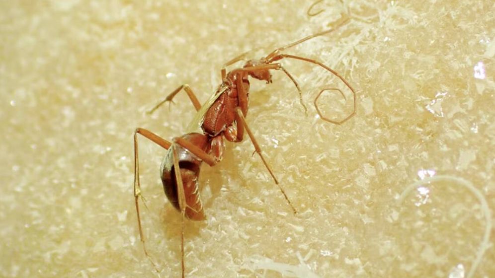 He tutkivat luolaa Australiassa ja löytävät harvinaisen silmättömän eläimen: ”En ole koskaan nähnyt mitään tällaista.”