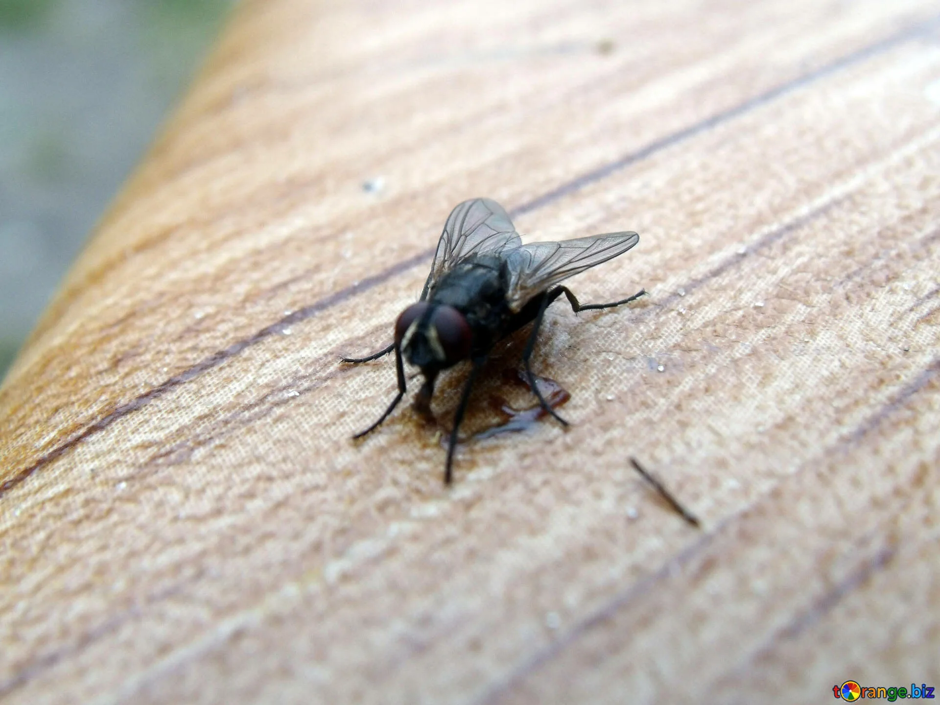 Siivousasiantuntija suosittelee kolikon käyttöä kärpästen karkottamiseen kodista.