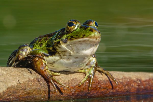sammakot